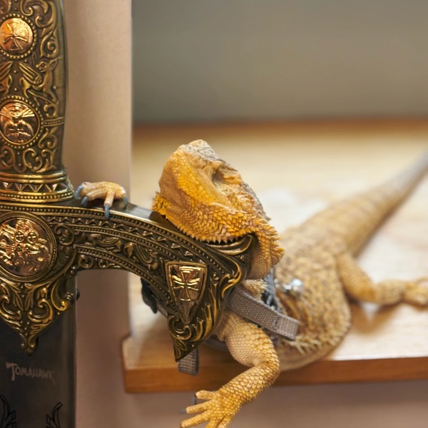 Lizzy Lou, a bearded dragon